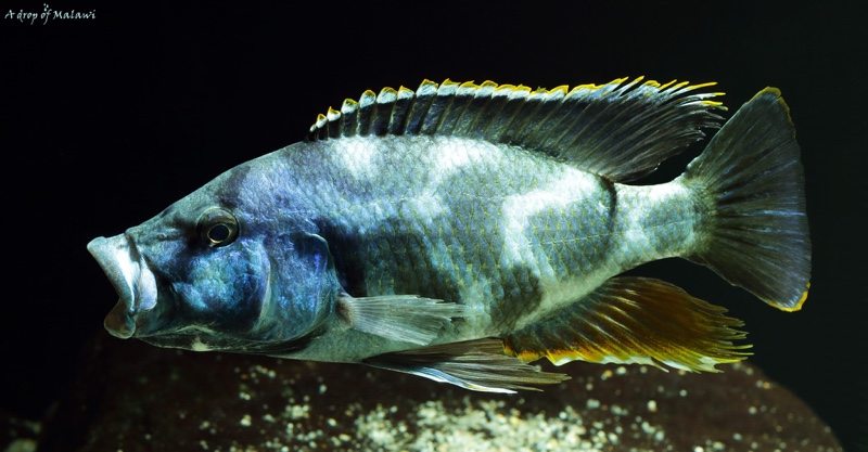 Nimbochromis livingstonii